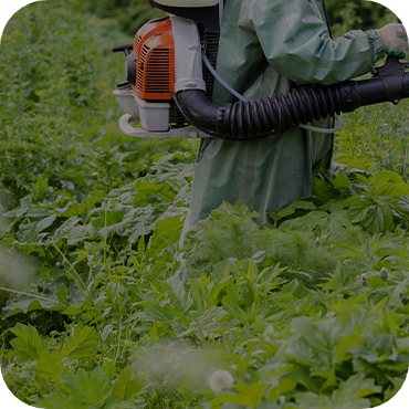 Invasive Plant Species Management
